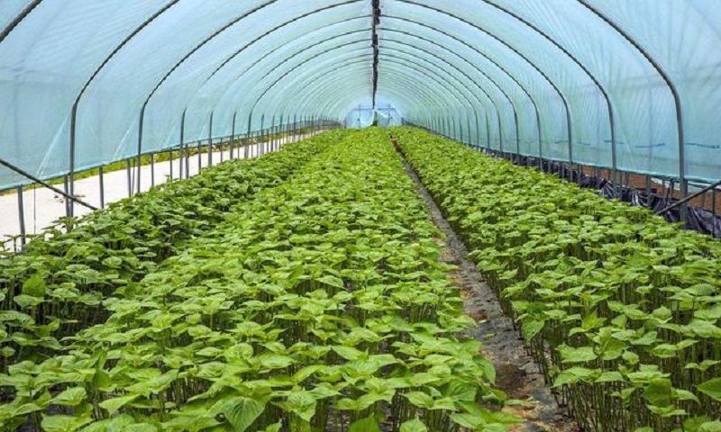 亚洲精品久久国产精品37P